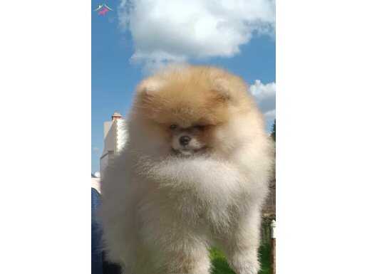 Ayı surat dişi boo