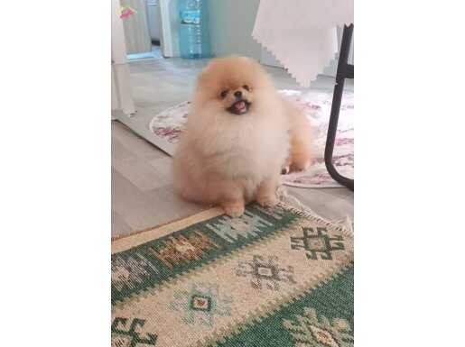Orijinal pomeranian boo