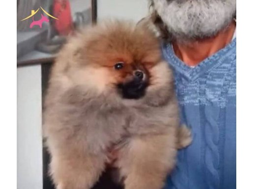 Orijinal ayı surat pomeranian