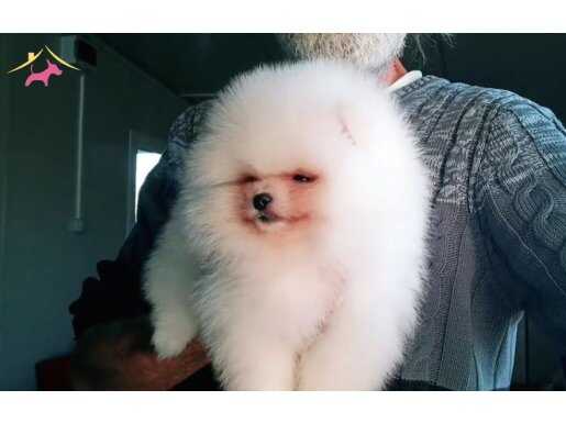 Orijinal Oyuncak Ayı Surat Pomeranian