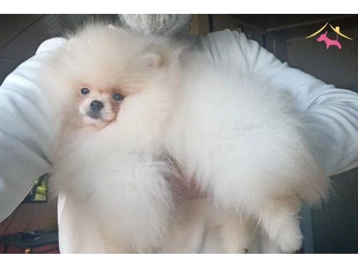 Pamuk Suflesi Pomeranian Boo | Sosyal Ortamların Yeni Yıldızı