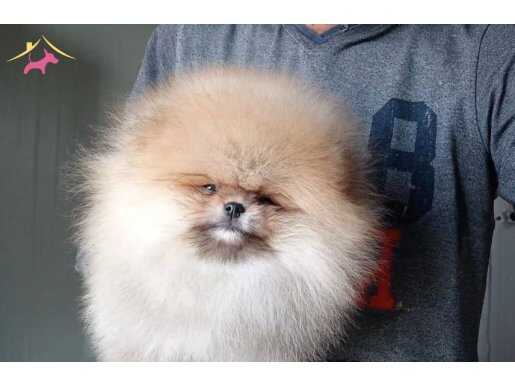 Mikro Boy Ayı Surat Pomeranian Boo | Sosyal Ortamların Yeni Yıldızı