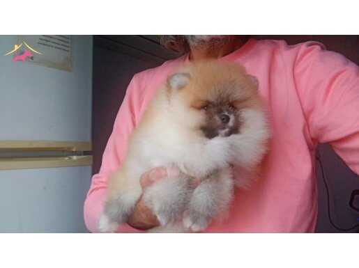 Sosyal Ortamların Yıldızı: 3 Aylık Pomeranian Boo Yavrusu