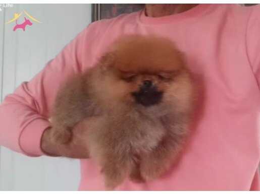 Ayıcık Suratlı Micro Boy Pomeranian Boo | Sosyal Ortamın Yeni Yıldızı