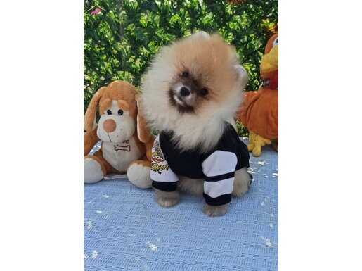 Orijinal Ayı Surat Dişi Pomeranian Boo