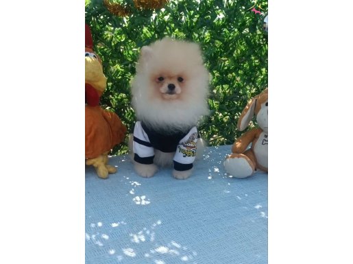 Yeni Nesil Pomeranian Boo: Evinizin En Akıllı ve Hareketli Üyesi