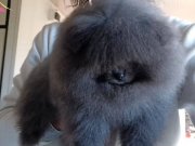 Pomeranian Merle 