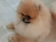 Pomeranian tedy face
