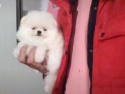 Kat betaz ayı surat pomeranian