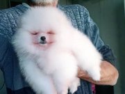 Saf kan pomeranian boo