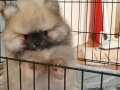 Orijinal pomeranian boo ayı surat 