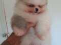 Orijinal pomeranian partycolor 
