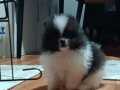 Orijinal pomeranian boo 