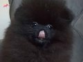 Orijinal pomeranian boo 