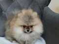 Orijinal pomeranian boo 