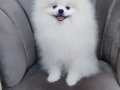 Pomeranian tedy bear 