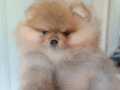 Orijinal pomeranian boo 