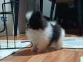 Pomeranian tedy bear 