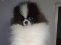 Orijinal pomeranian partycolor 