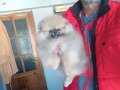 Pomeranian tedy bear 