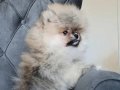 Pomeranian tedy bear 