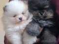 Pomeranian tedy bear 