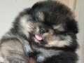 Pomeranian tedy bear 