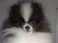 Pomeranian tedy bear 