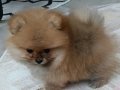 Saf kan pomeranian boo