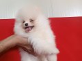 Saf kan pomeranian boo 