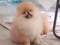 Orijinal pomeranian boo