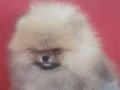 Peluş Suratlı Pomeranian Boo | Safkan Güzellik