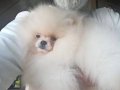 Pamuk Suflesi Pomeranian Boo | Sosyal Ortamların Yeni Yıldızı