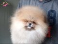 Mikro Boy Ayı Surat Pomeranian Boo | Sosyal Ortamların Yeni Yıldızı