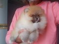 Sosyal Ortamların Yıldızı: 3 Aylık Pomeranian Boo Yavrusu