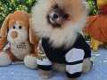 Orijinal Ayı Surat Dişi Pomeranian Boo