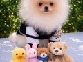 Pomeranian Boo