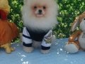 Pomeranian Boo