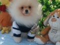 Pomeranian Boo