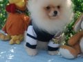 Pomeranian Boo