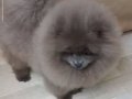 Blue Merle Efsane Erkek
