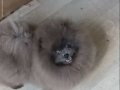 Blue Merle Efsane Erkek