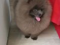 Blue Merle Efsane Erkek