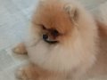 Pomeranian tedy face