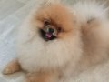 Pomeranian tedy face