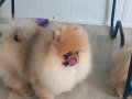 Pomeranian tedy face