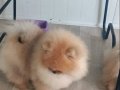 Pomeranian tedy face