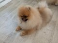 Pomeranian tedy face