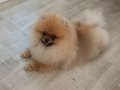 Pomeranian tedy face
