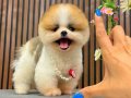 Pomeranian boo